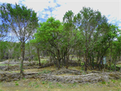 Texas Land Artist
